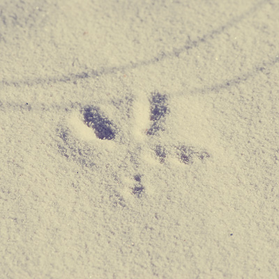 De voet - roadrunner