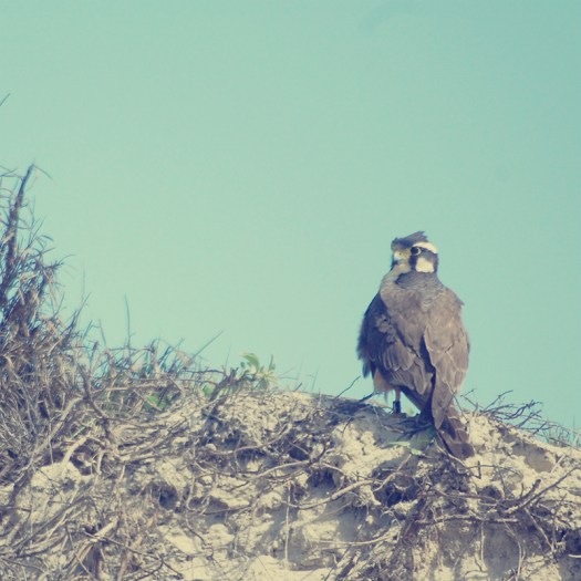 Parks a t Globe - Padre Island