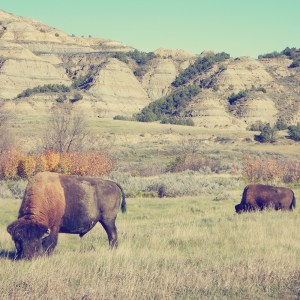 Parks a t Globe - Theodore Roosevelt