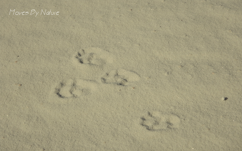 White sand with four animal prints