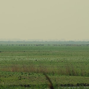 De wolf - kaal landschap
