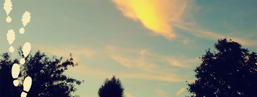 Dark trees in front of a blue sky filled with clouds turned yellow by sunset