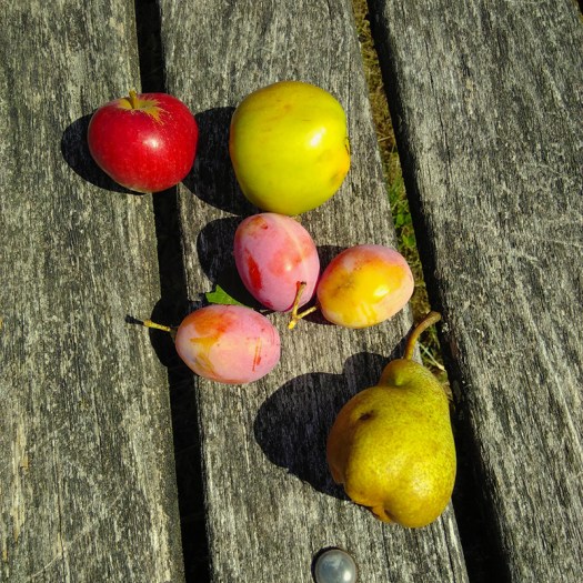 Haarzuilens - plukken