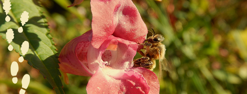 Bee sitting on a pink flower