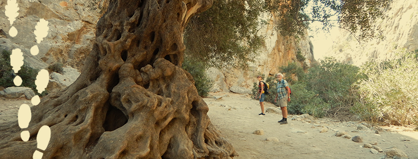 The trunk of a very old olive tree with two hikers viewing it
