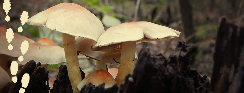 Mushrooms growing on a tree stump