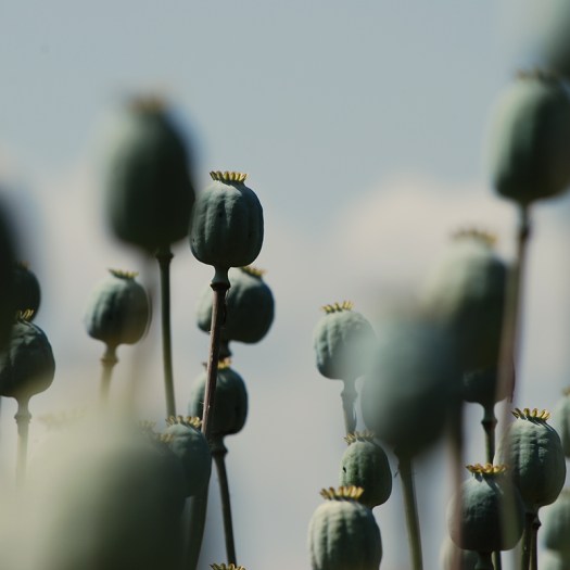 gifted - poppy seeds